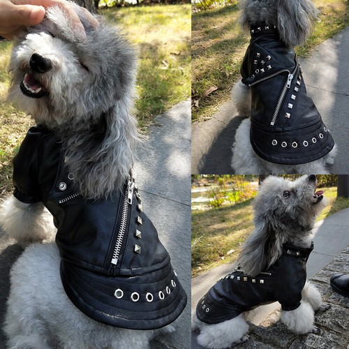 Giacca pelle nera per cani - giacca,