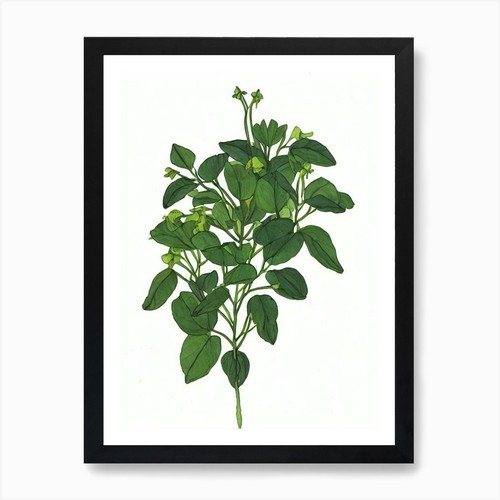 Fiori campanula - di,