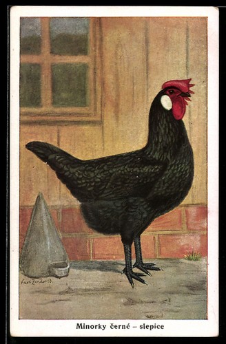 Gallina minorka nera - gallina,