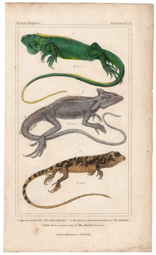 Cuvier regno animale antica - animale,
