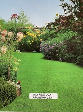 PRATO MIX FESTUCA ARUNDINACEA KG 5 Sementi Prato Professionale
