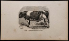 1860 - Toro Razza Olandese -