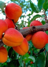 Pianta di Albicocco: varietà di Settembre di 2 anni in vaso. altezza 140-170 cm