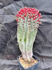 Euphorbia horrida cactus - euphorbia,