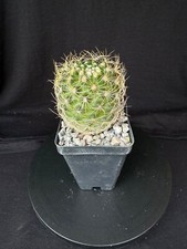 Discocactus araneispinus