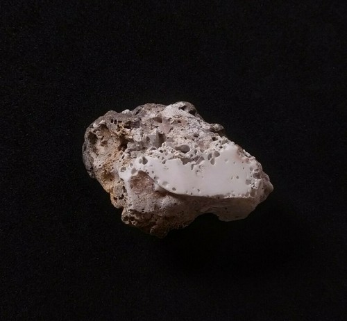 Giapponese bianco corallo - bianco,