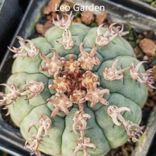 Pianta di cactus raro 3 cm