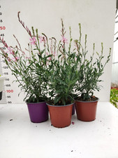 N. 8 PIANTE DI GAURA