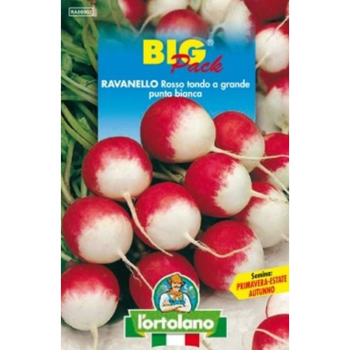 Ravanello rosso tondo - rosso, grande