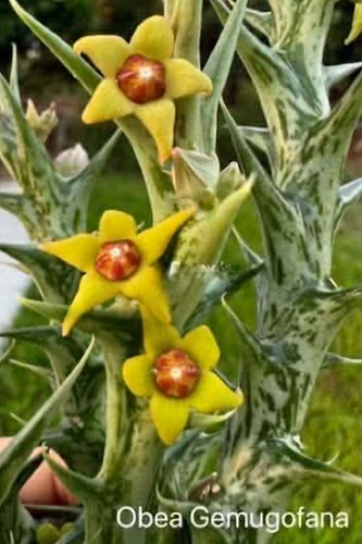 Orbea gemugofana huernia - orbea, gemugofana,