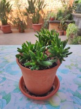 Pianta crassula ovata - ,