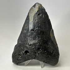 Dente di squalo megalodonte