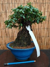 Bonsai azalea varietà - bonsai,