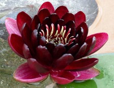 15 SEMI DI NINFEA "Black