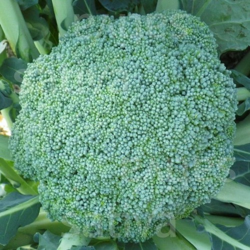 Broccoli calabrese natalino - broccoli, 'calabrese