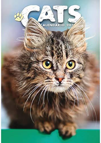 Gatti cats calendario - gatti,