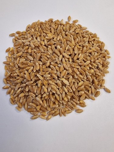 Grano duro biologico