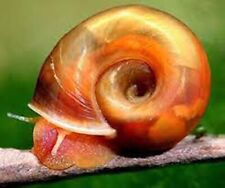 5 Planorbarius  lumache per