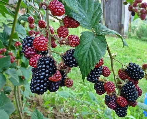 Mora senza spine rubus - mora,