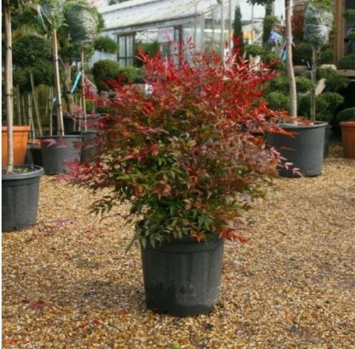 Pianta nandina domestica - pianta, di