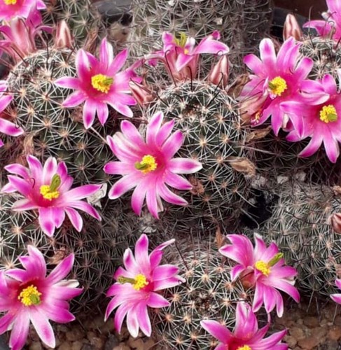 Mammillaria alamensis seeds - mammillaria,