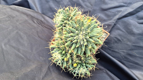 Mammillaria longimamma xl - longimamma,,