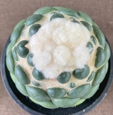 Rare Cacti Coryphantha elephantidens inermis WYSIWYG Maternal Plant Self Rooted