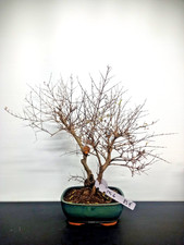 Bonsai di Melograno vaso verde