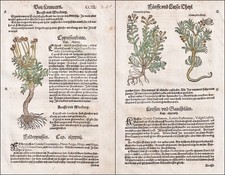 Crescione Di Cipresso Libro Di