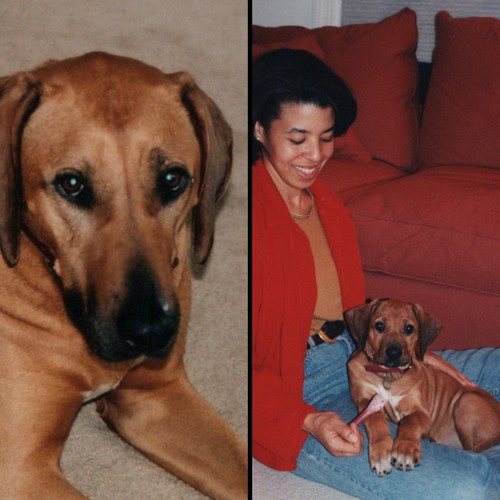 Found photos same pet dog - found,