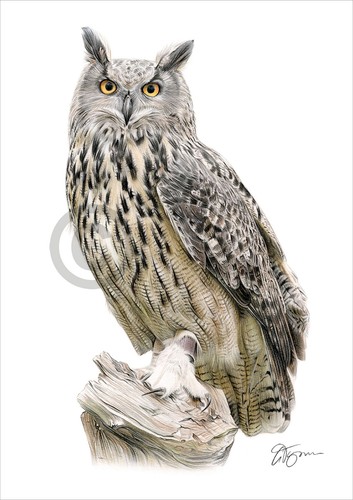 Bird eagle owl - bird,