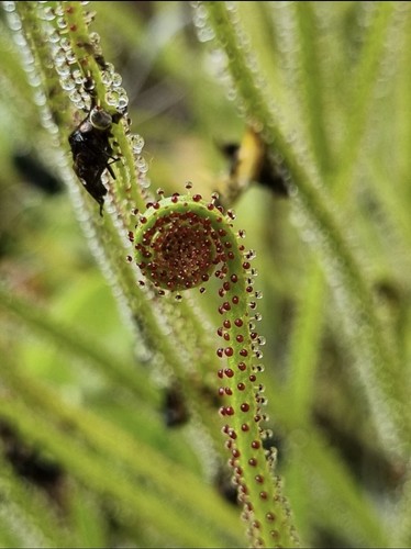 Drosophyllum lusitanicum - drosophyllum,