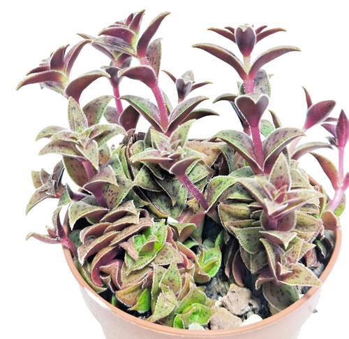 Crassula exilis picturata vaso - exilis,