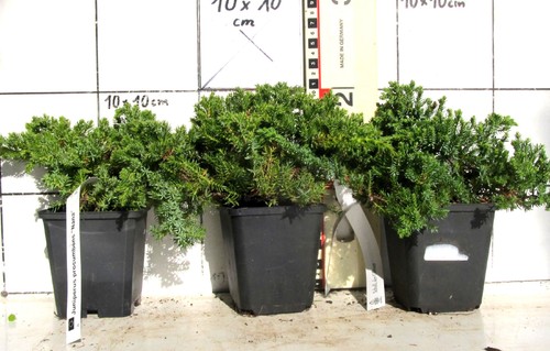 Juniperus procumbens nana - juniperus,