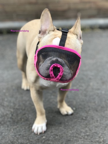 Museruola bulldog francese pug - bulldog,
