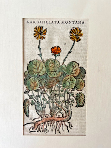 Mattioli xilografia 1500 - mattioli,