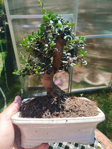 Bonsai olea europaea - di,
