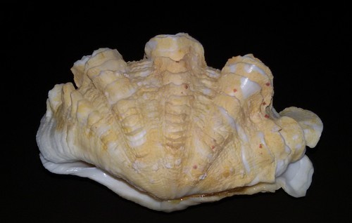 Conchiglia shell tridacna - conchiglia,