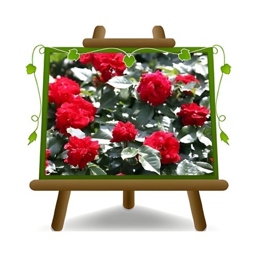 Rosa rampicante fiore - rosa, grande