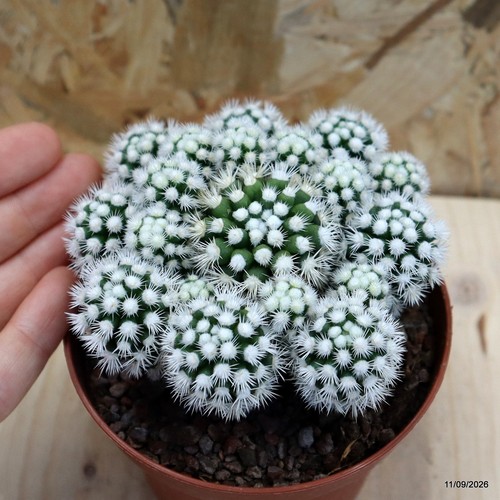 Mammillaria gracilis vaso - vaso, 10
