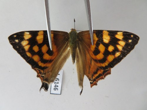 L6146 insetti non montati - insetti,