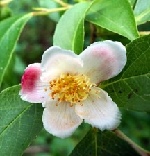 Stewartia rostrata | Beaked stewartia - becco stewartie | stewartia
