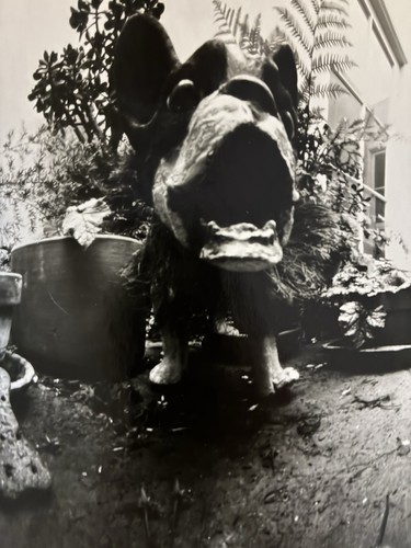 Neal white pinhole - pinhole, camera