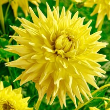 Tuberi e bulbi di fiori di