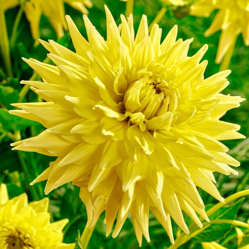 Tuberi bulbi fiori di - fiori,