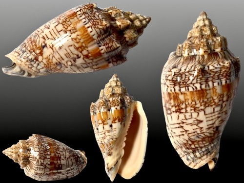Volutidae voluta ebraea off - ebraea,,