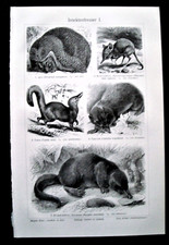 1902 Antica Litografia:ANIMALI