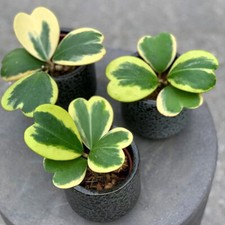 Piante succulente 1 testa Hoya