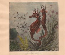 Stampa antica CAVALLUCCI