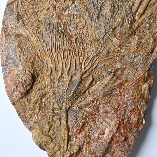 Crinoide fossile